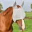 Equilibrium Field Relief Midi Fly Mask With Ears - Grey/Yellow