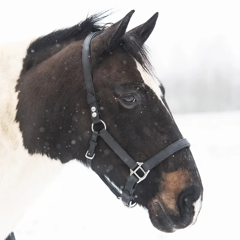 Equilibrium Stellar Safety Headcollar - Black-1