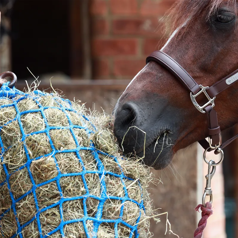 Equilibrium Portion Pacer Steady Feeder Haynet - Blue-5
