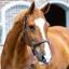 Equilibrium Stellar All-Weather Safety Headcollar - Brown