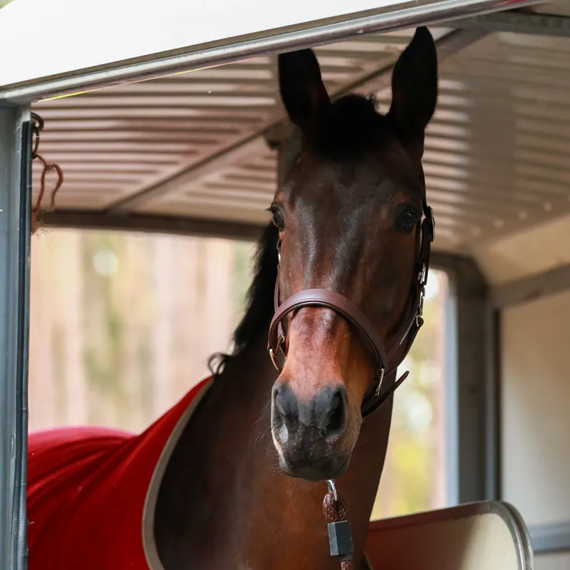 Equilibrium Stellar All-Weather Safety Headcollar - Brown-10