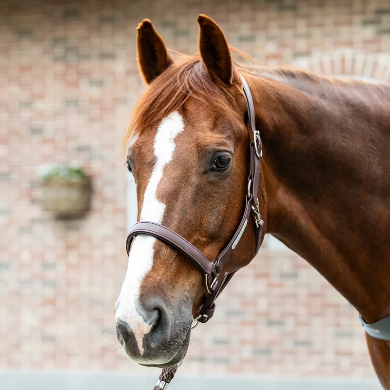 Equilibrium Stellar All-Weather Safety Headcollar - Brown-2