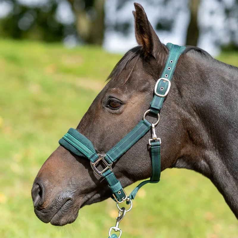 Equilibrium Stellar Style Safety Headcollar - Green-2