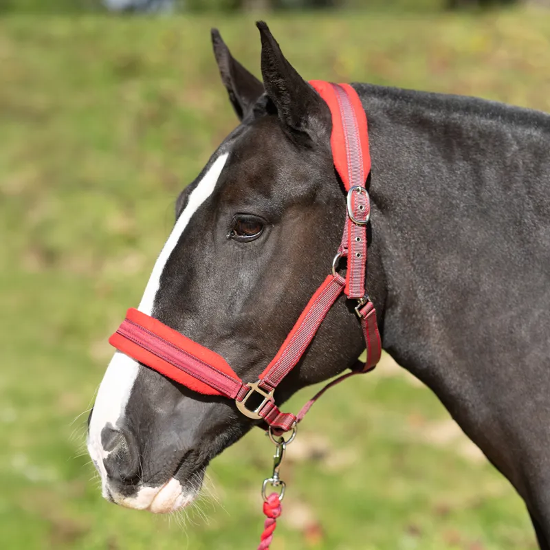 Equilibrium Stellar Style Safety Headcollar - Red-1