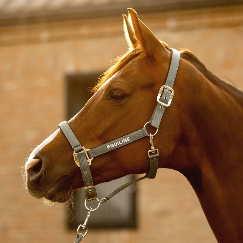 Equiline Eqcalong Headcollar and Leadrope Set - Forest Green-1