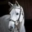 Equiline Anatomic NB0444 Rounded Rolled Noseband Bridle - Black