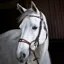 Equiline Anatomic NB0444 Rounded Rolled Noseband Bridle - Brown