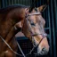 Equiline Anatomical NB0457 Grackle Bridle - Brown