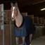 Equi-Theme Teddy Cooler Rug - Black/Brown