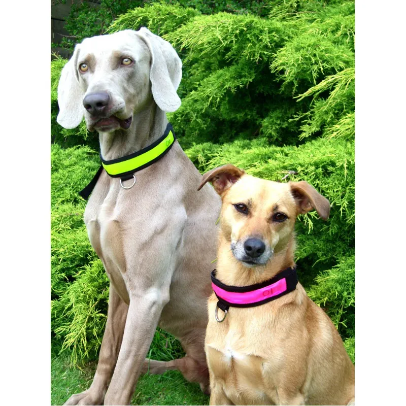 Equisafety Flashing Dog Collar - Pink-1