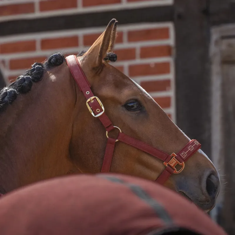 Eskadron Heritage Sparkle Double Pin Headcollar - Merlot-1