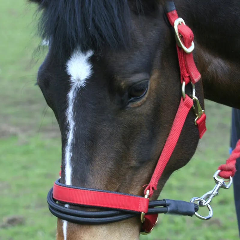 Ezyloader Headcollar Adaptor - Black