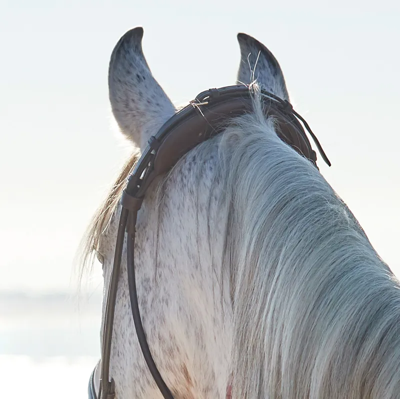 Finesse Cayenne Flash Bridle - Brown/Gold-3