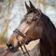 Finesse Cayenne Flash Bridle - Brown/Gold