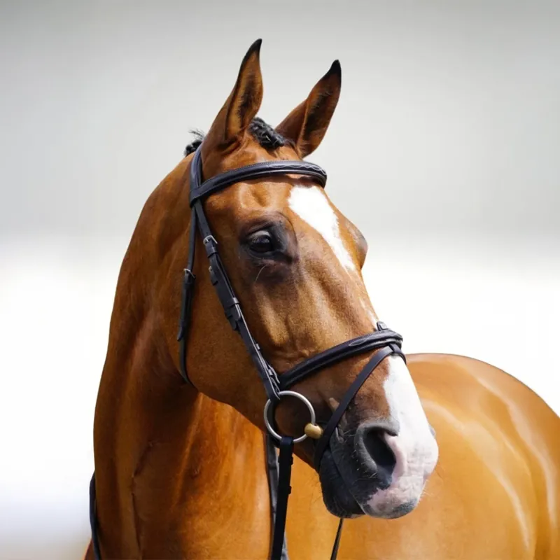 GFS Transition Combi Flash Bridle - Brown