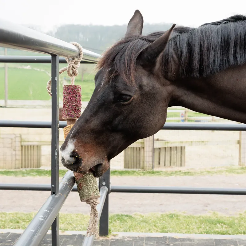 Grooming Deluxe Wooden Relax Horse Toy - De-Stress-5