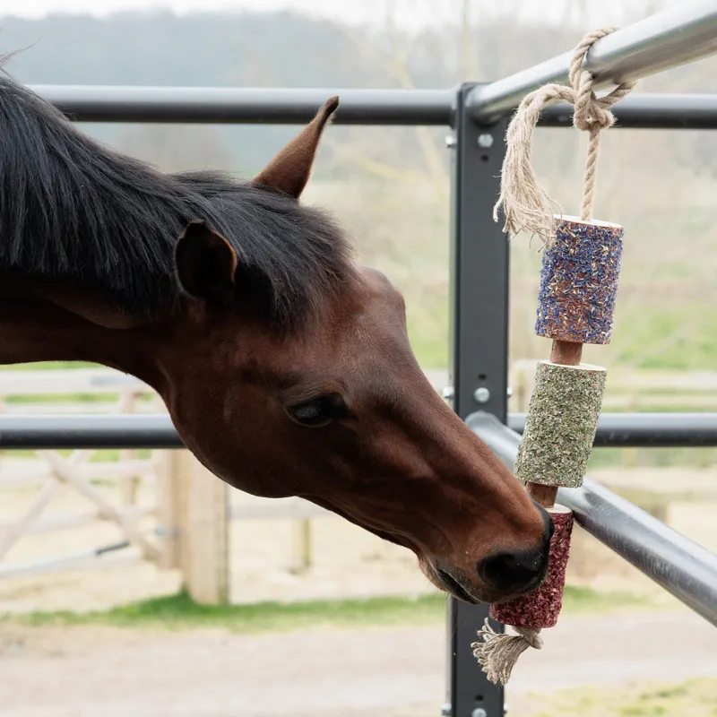 Grooming Deluxe Wooden Relax Horse Toy - Freedom-2