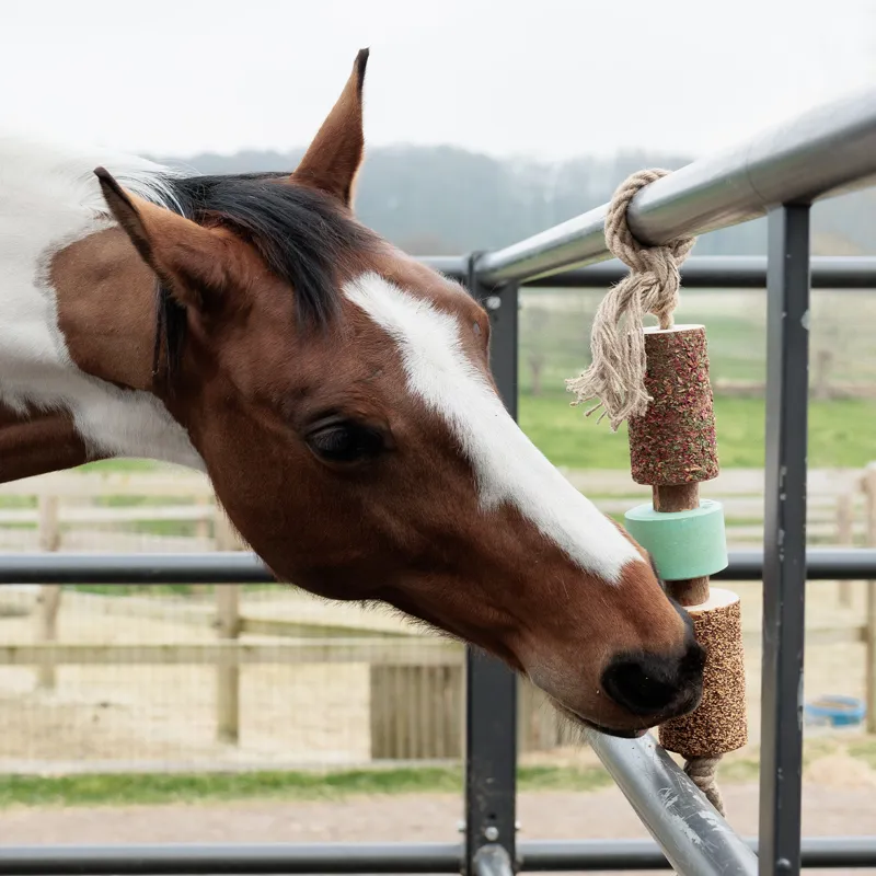 Grooming Deluxe Wooden Relax Horse Toy with Salt Lick - Airways-4