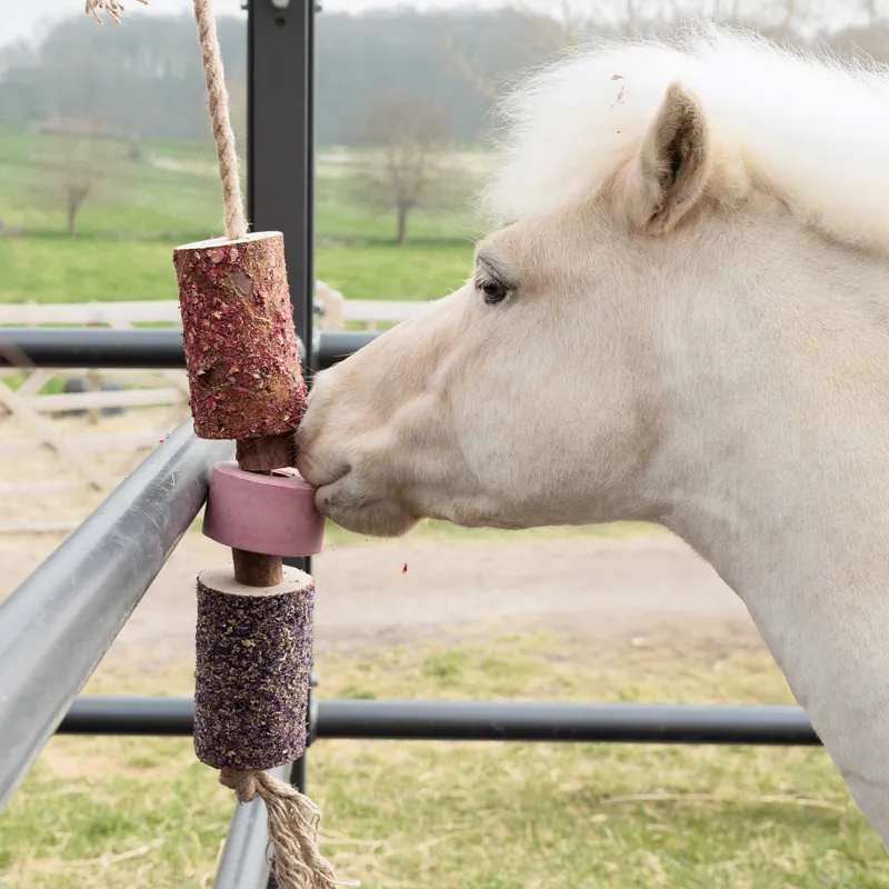 Grooming Deluxe Wooden Relax Horse Toy with Salt Lick - Sammy-4