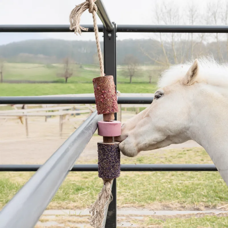 Grooming Deluxe Wooden Relax Horse Toy with Salt Lick - Sammy-5
