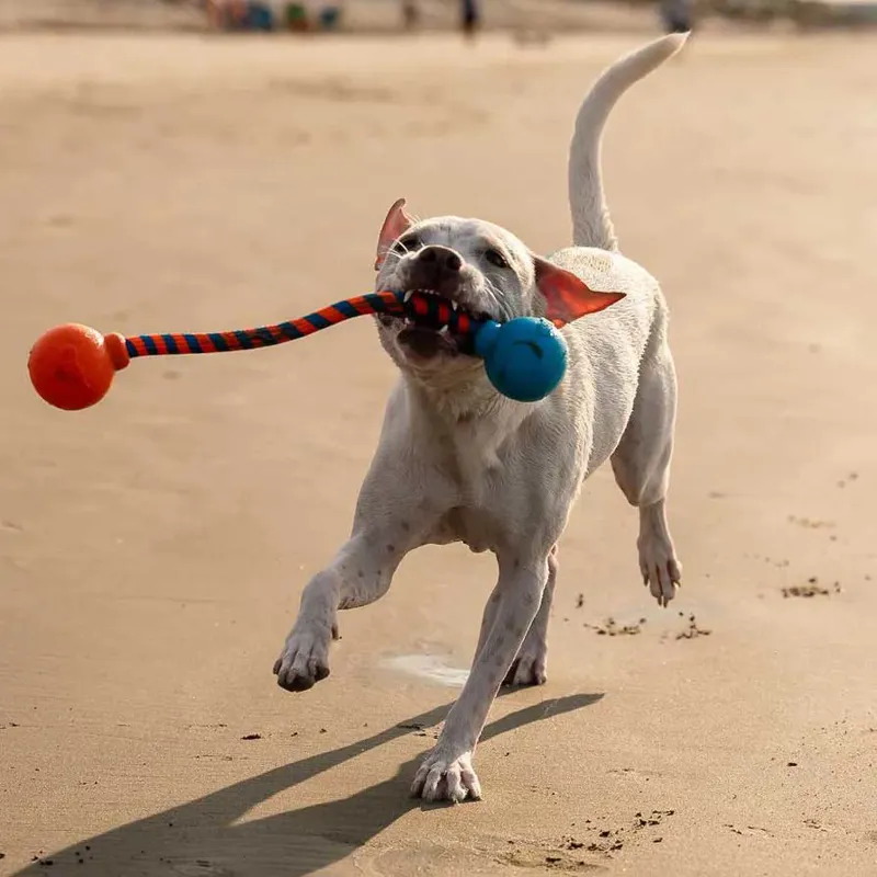 GURU Squeaking Rope Dog Toy-3