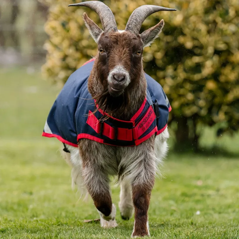 Horseware 0g Waterproof Goat Coat - Navy/Red-8