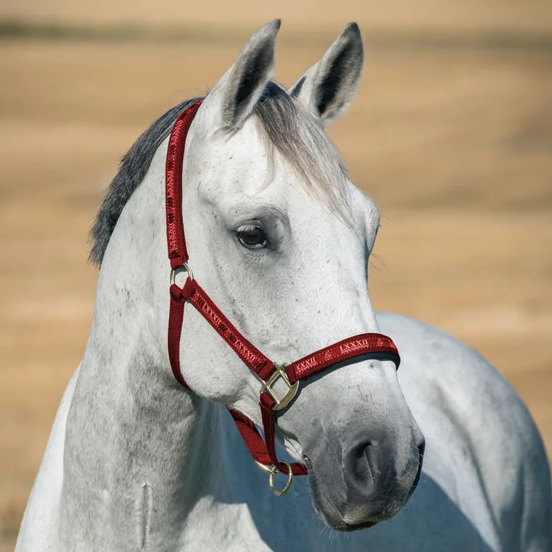 Horze Hampton Headcollar - Red