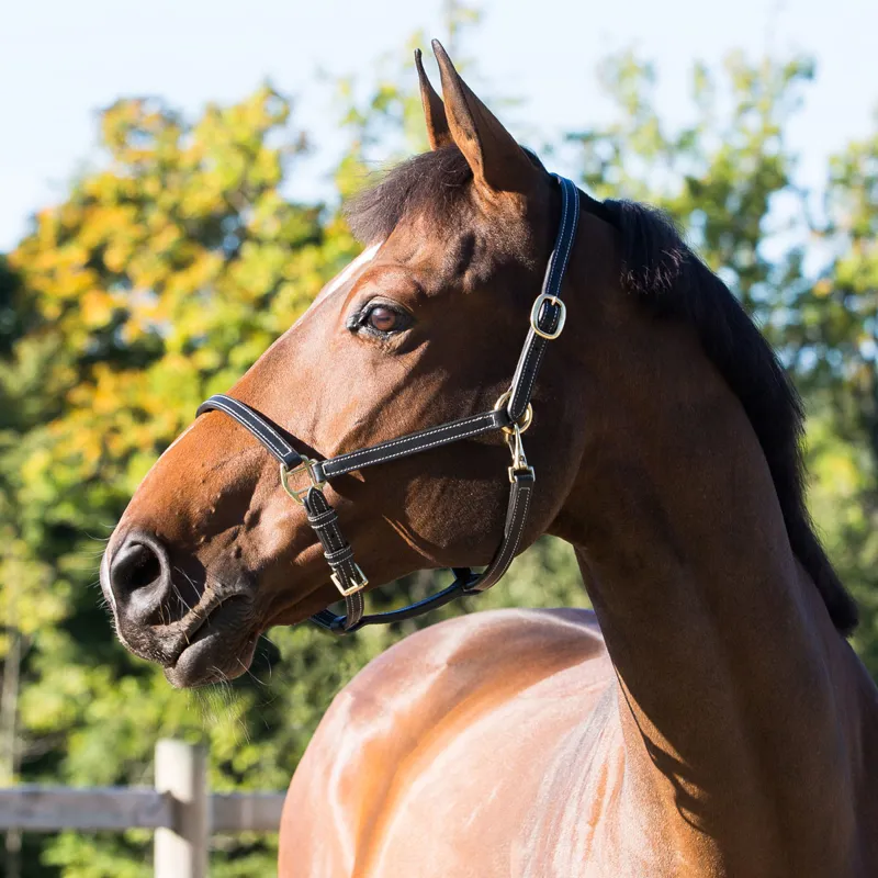 Horze Fremont Leather Head Collar - Black