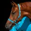 Amigo Headcollar - Delphinium Blue/Navy