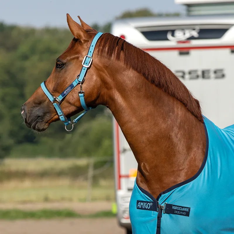 Amigo Headcollar - Delphinium Blue/Navy-1