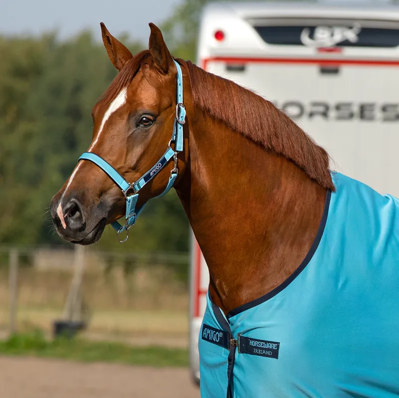 Amigo Headcollar - Delphinium Blue/Navy-2