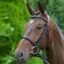 Hy Padded Cavesson Bridle with Rubber Grip Reins - Black