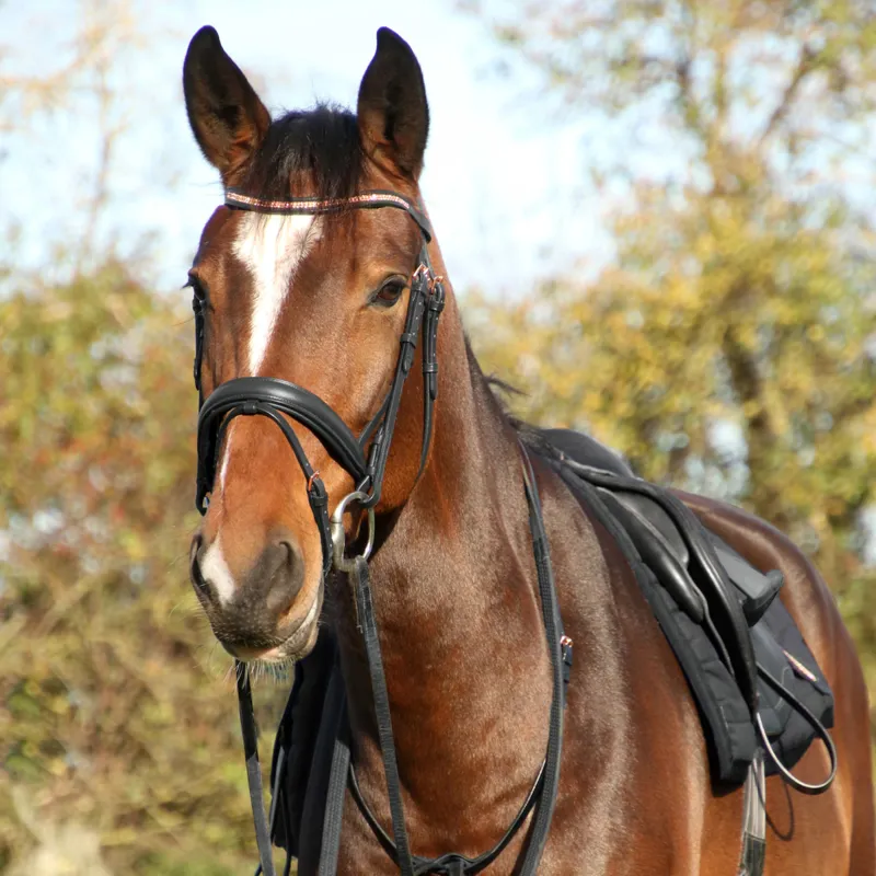 Hy Equestrian Rosciano Flash Bridle - Black/Rose Gold-1