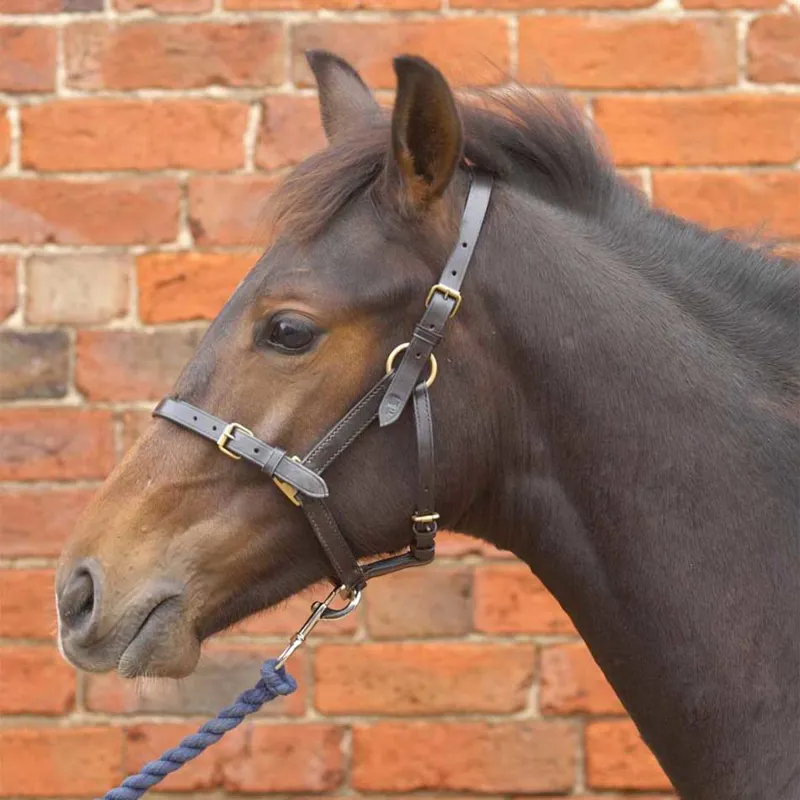 Hy Equestrian Leather Foal Headcollar - Brown-1