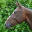 Hy Mexican Grackle Noseband - Brown