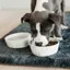 Kentucky Bamboo Terrazzo Dog Bowl - White