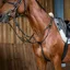 Dy'on Working Collection Running Martingale - Black