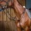 Dy'on Working Collection Running Martingale - Brown