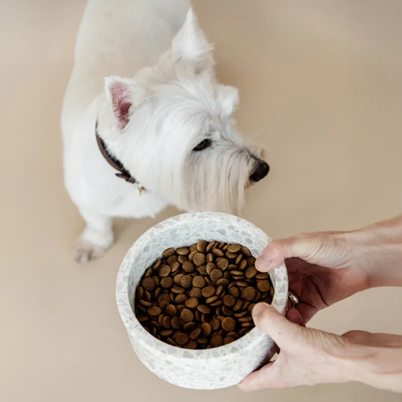 Kentucky Stone Terrazzo Dog Bowl - Beige-4