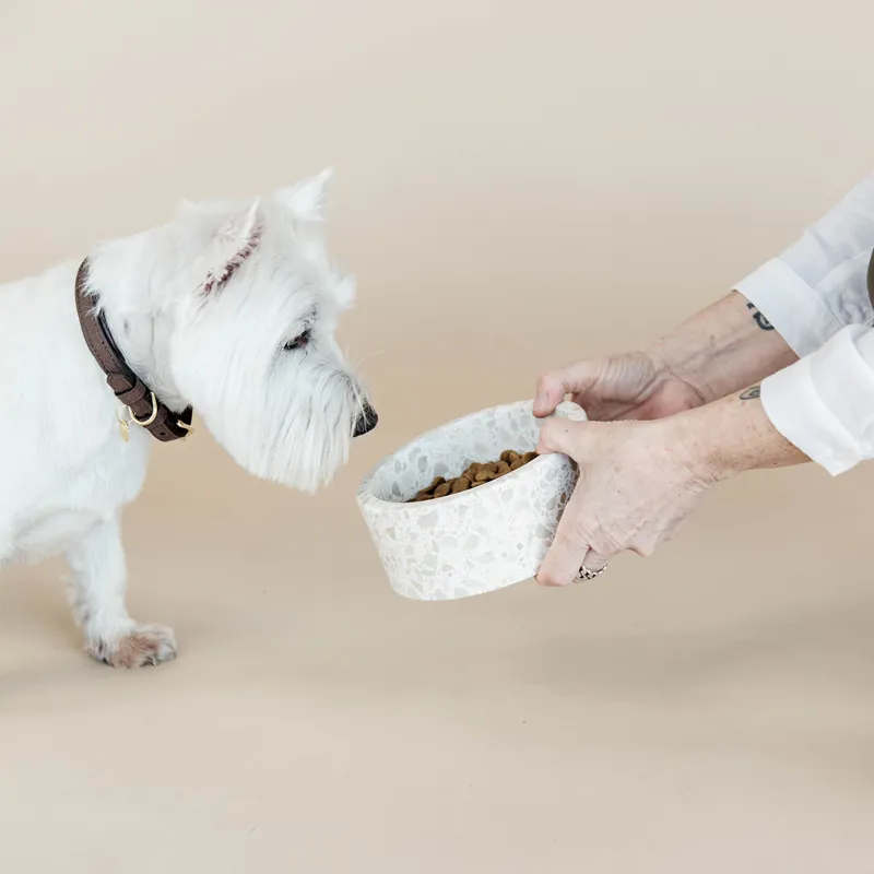 Kentucky Stone Terrazzo Dog Bowl - Beige-6