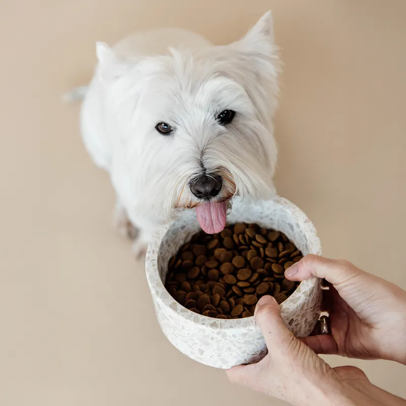 Kentucky Stone Terrazzo Dog Bowl - Beige-3