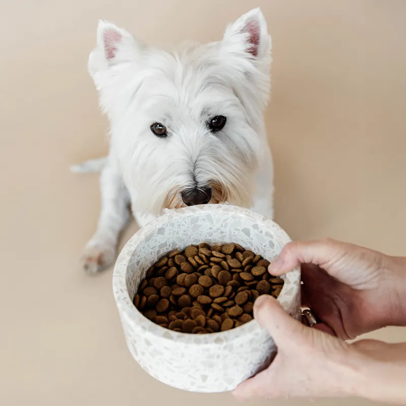 Kentucky Stone Terrazzo Dog Bowl - Beige-5