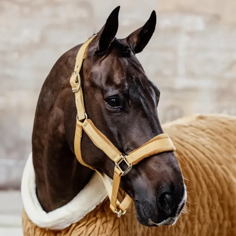 Kentucky Velvet Headcollar - Mustard-1