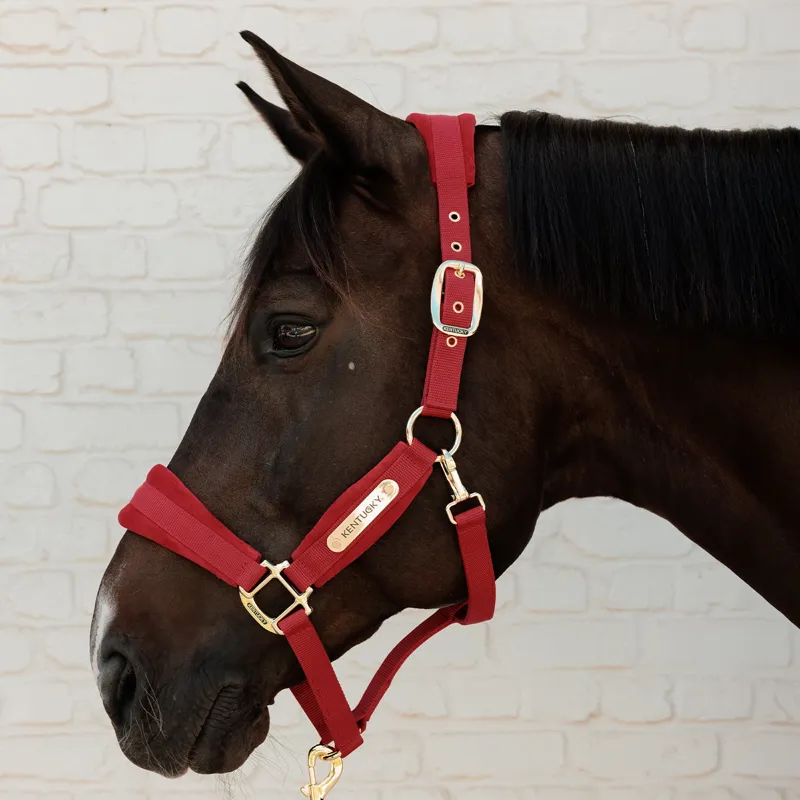 Kentucky Velvet Headcollar - Red