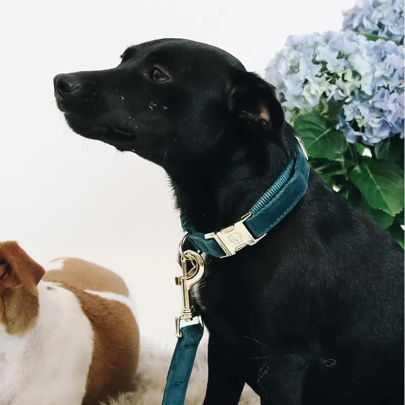 Kentucky Velvet Dog Collar - Emerald-1