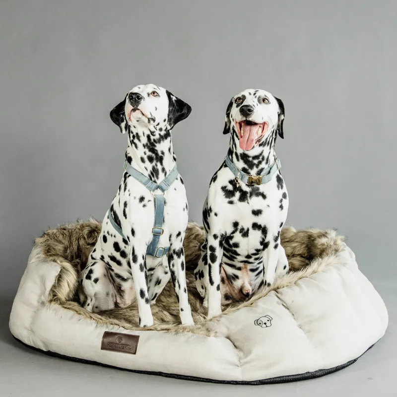 Kentucky Cave Dog Bed-1