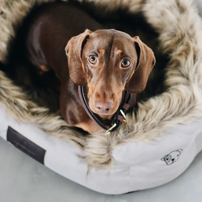 Kentucky Cave Dog Bed-2