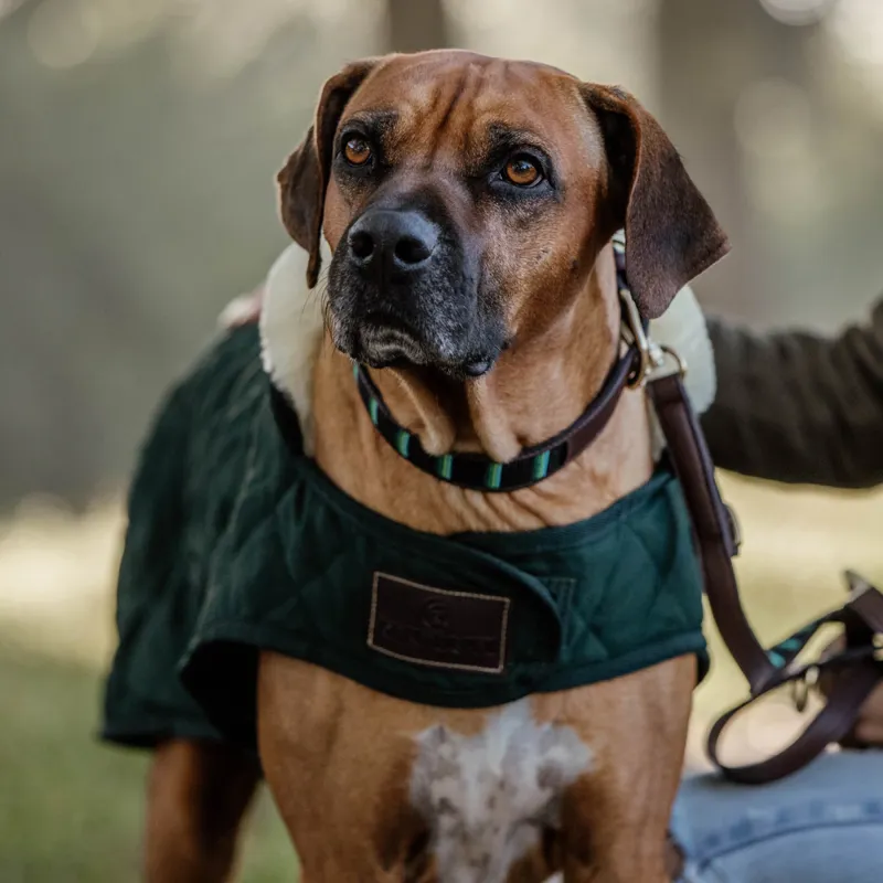 Kentucky Original Dog Coat - Dark Green-1
