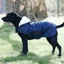 Kentucky Original Dog Coat - Navy