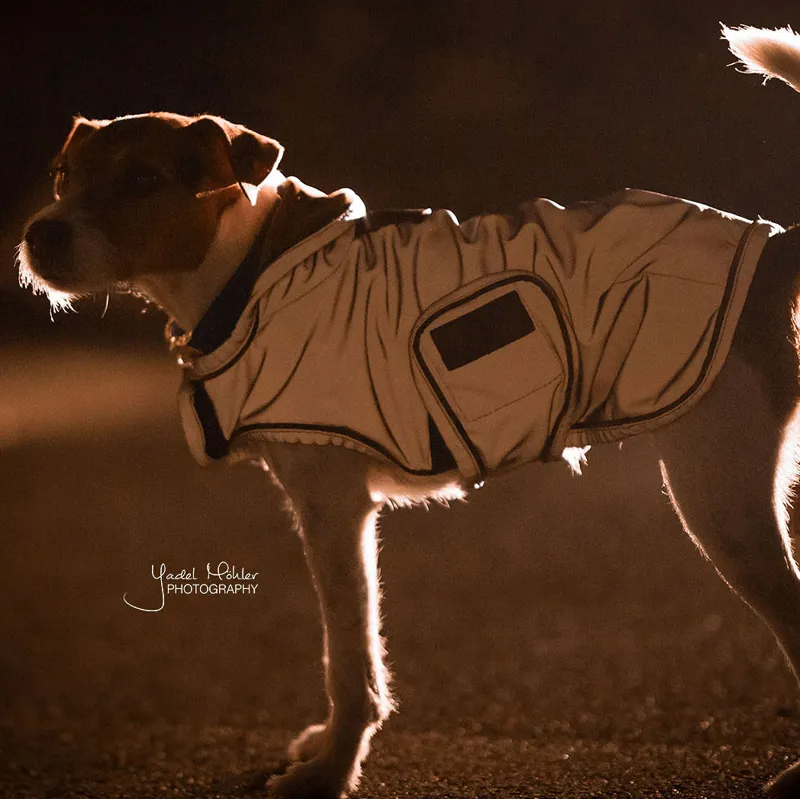 Kentucky Reflective Dog Coat - Silver-3